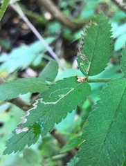 Stigmella magdalenae