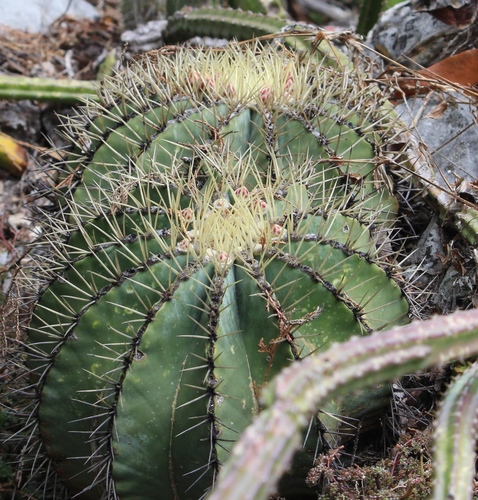 Ferocactus glaucescens iNat (3)