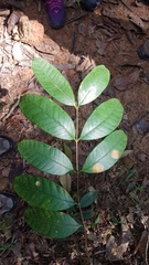 Strophanthus caudatus