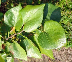 Cercis canadensis