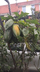 Vasconcellea heilbornii