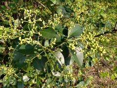 Ligustrum lucidum