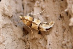 Pseudoschinia elautalis