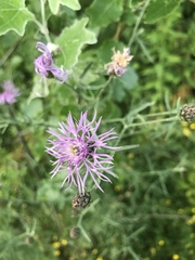 Centaurea stoebe