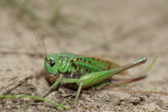 Decticus verrucivorus