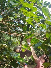 Archidendron jiringa