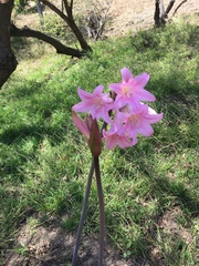Amaryllis belladonna