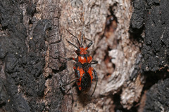 Tegea atropicta
