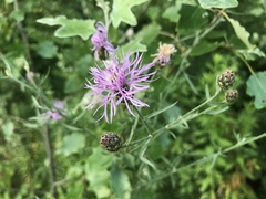 Centaurea stoebe