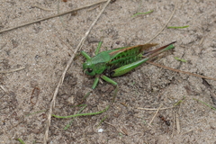 Decticus verrucivorus
