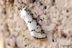 Grotella binda