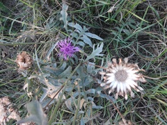 Centaurea scabiosa