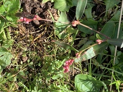 Persicaria minor