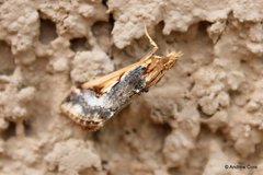 Loxostege albiceralis