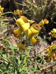 Crotalaria lanceolata lanceolata