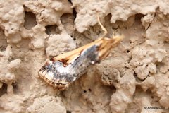Loxostege albiceralis