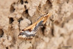 Loxostege albiceralis