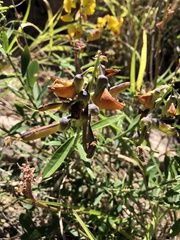Crotalaria lanceolata lanceolata
