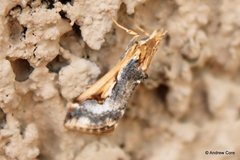 Loxostege albiceralis