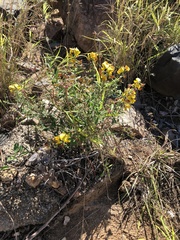 Crotalaria lanceolata lanceolata
