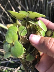 Limnobium laevigatum