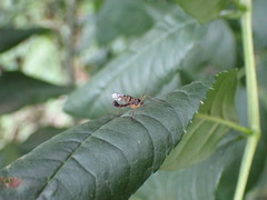 Ptychoptera contaminata