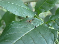 Ptychoptera contaminata