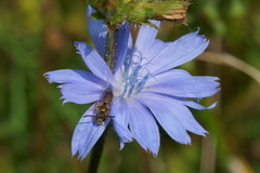 Halictus subauratus