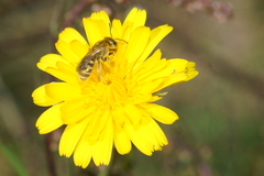 Halictus subauratus