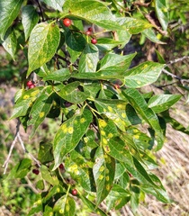 Celtis laevigata