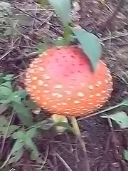 Amanita muscaria