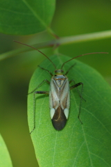 Adelphocoris lineolatus
