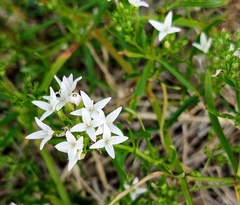 Stenaria nigricans