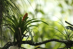 Tillandsia multicaulis