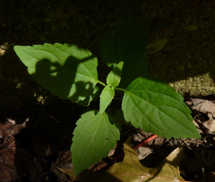 Ageratina altissima