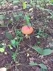 Amanita muscaria