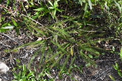 Cliococca selaginoides