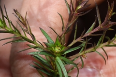 Cliococca selaginoides
