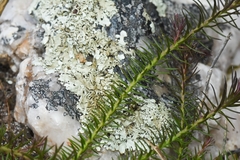 Cliococca selaginoides
