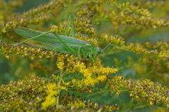Tettigonia viridissima