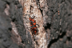 Tegea atropicta