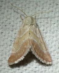 Schinia buta