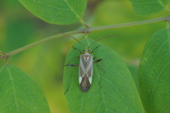 Adelphocoris lineolatus