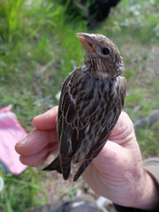Cassin's Finch photo 6