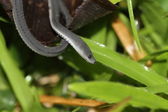 Xenodermus javanicus