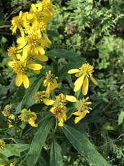 Verbesina alternifolia