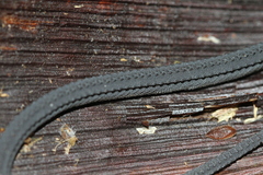 Xenodermus javanicus