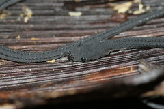 Xenodermus javanicus