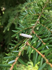 Crambidia xanthocorpa