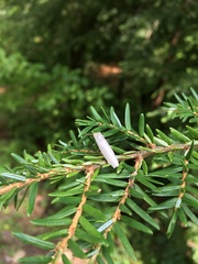 Crambidia xanthocorpa